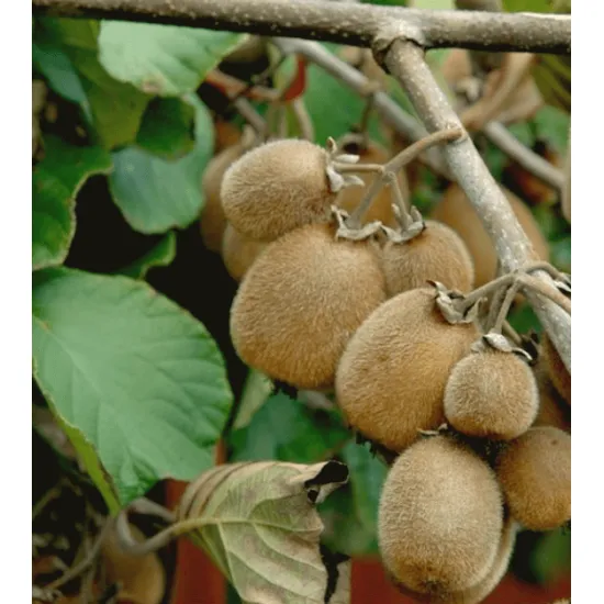 jardin-terroir.com - Kiwi autofertile Solissimo® BioActinidia chinensis Solissimo® BioPot de 1 - Autres arbres fruitiers