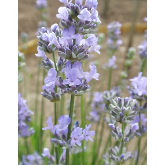 jardin-terroir.com - Lavandula angustifolia 'Munstead'Lavande 'Munstead' - Bleu - 3 plants - 2 litres - 50 à 150cm - Vivaces, Options: 3 plants