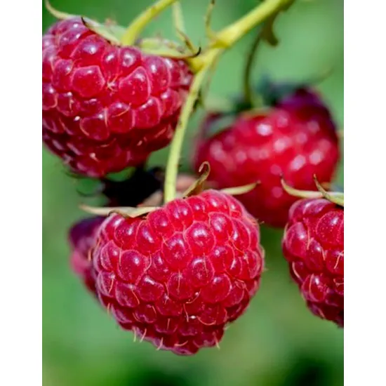 Framboisier Meeker  Rubus idaeus Meeker , Options: Plant ramifié en conteneur de 2 litres - 20/30 cm de hauteur