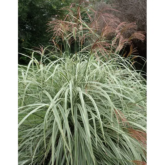 jardin-terroir.com - Miscanthus sinensis 'Variegatus'Roseau de Chine - Blanc - 3 litres - + de 150cm - Graminées