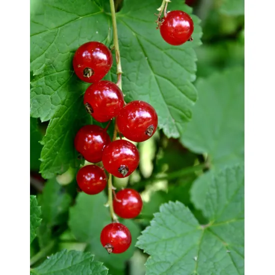 jardin-terroir.com - Groseillier commun  Ribes rubrum, Options: Plant ramifié en racines nues de 40 - 60 cm de hauteur lot de 3 unités