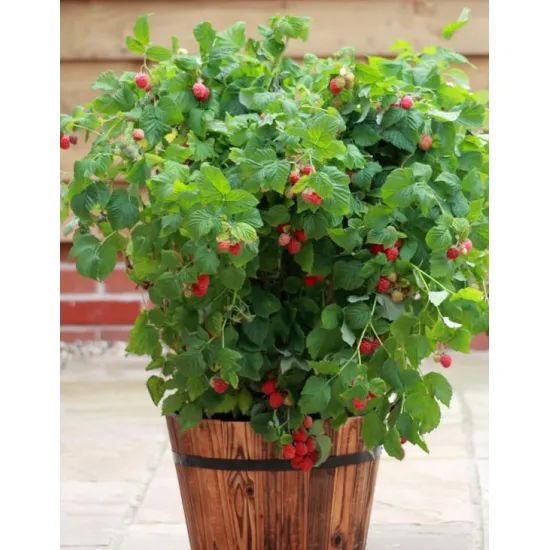 Framboisier nain Ruby Beauty®  Rubus Ruby Beauty®  Plant ramifié en conteneur de 2 litres  20/30 cm de hauteur