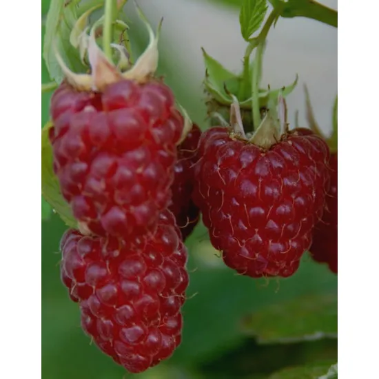 Framboisier Tulameen  Rubus idaeus Tulameen , Options: Plant ramifié en conteneur de 2 litres - 20/30 cm de hauteur