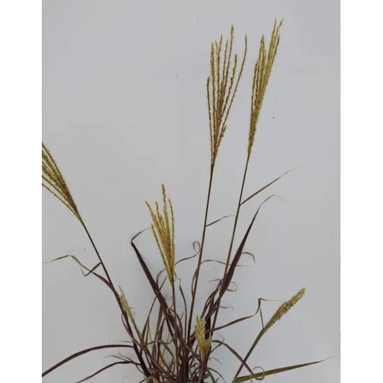 jardin-terroir.com - Miscanthus sinensis 'Dronning Ingrid'Roseau de Chine - Cuivre - 3 litres - + de 150cm - Graminées