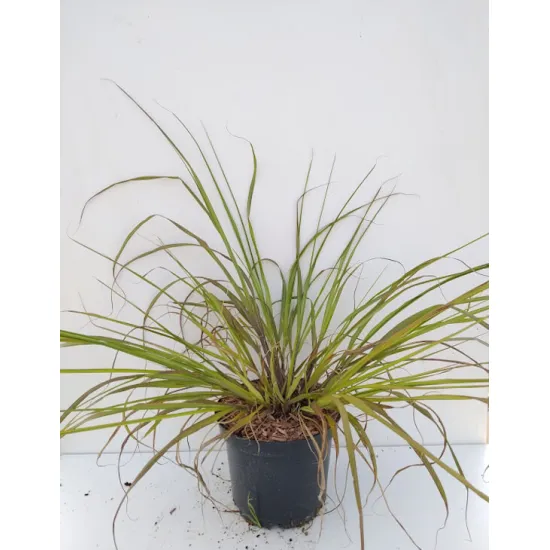 jardin-terroir.com - Pennisetum alopecuroides 'Moudry'Herbe aux écouvillons - Jaune - 3 litres - 50 à 150cm - Graminées