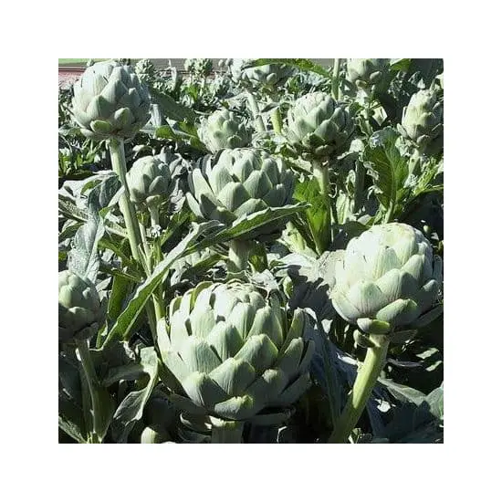jardin-terroir.com - ARTICHAUT VERT de BRETAGNE - 3 litres - Plant du potager 
