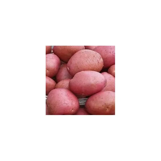 jardin-terroir.com - POMME DE TERRE à faire germer - 25 kg - Plant du potager 