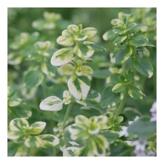 jardin-terroir.com - THYMS - Plante aromatique