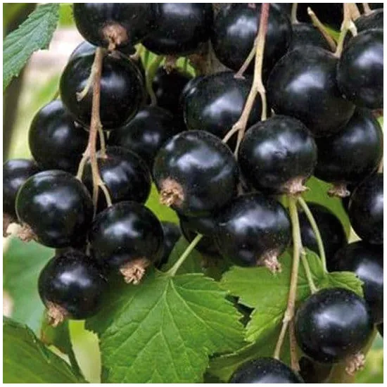 jardin-terroir.com - Casseille (Ribes Nidigrolaria) - Autres petits fruits