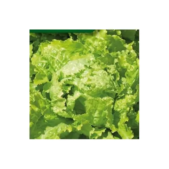 jardin-terroir.com - Salade Batavia - 12 mottes racinées - Myrtilles, Types d'options: 12 mottes racinées, Variété: Dorée de printemps