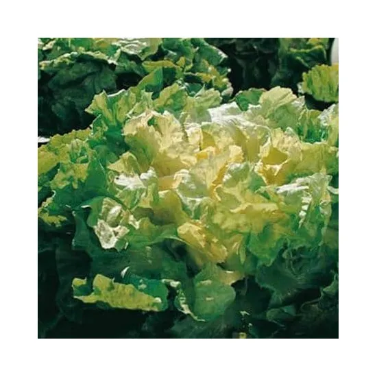 jardin-terroir.com - Salade Chicoree Scarole Et Frisée - 12 mottes racinées - Plant du potager , Types d'options: 12 mottes racinées, Variété: Alma