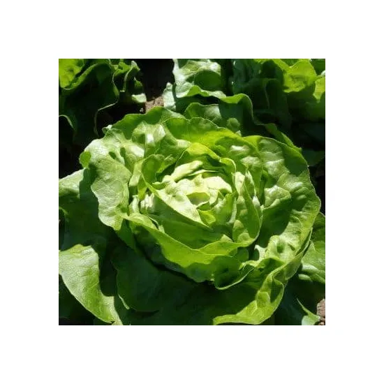jardin-terroir.com - Salade Laitue - 12 mottes racinées - Plant du potager , Types d'options: 12 mottes racinées, Variété: Iceberg glassica