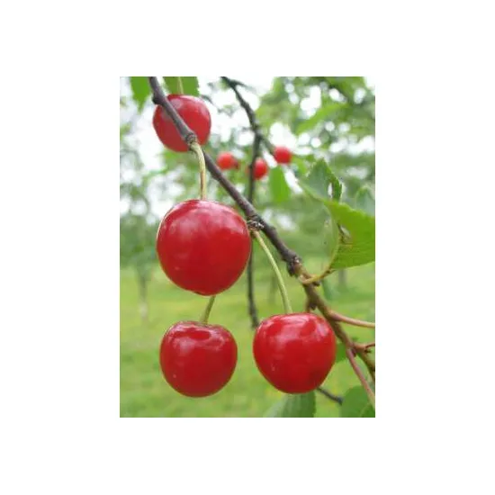 jardin-terroir.com - Cerisier Cerise de Moncheaux ABScion en racines nues greffé sur Prunus mahaleb - Cerisiers