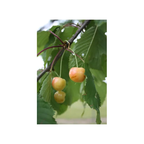 jardin-terroir.com - Cerisier Gros Bigarreau d'Eperlecques ABScion en racines nues greffé sur Prunus mahaleb - Cerisiers