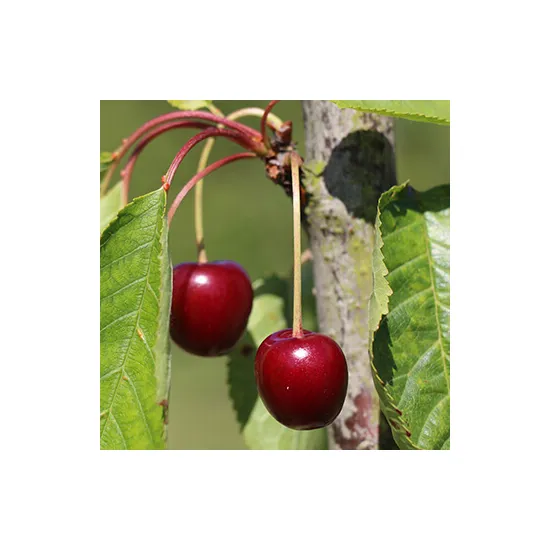 jardin-terroir.com - Cerisier Gros Bigarreau de la Groise ABScion en racines nues greffé sur Prunus mahaleb - Cerisiers