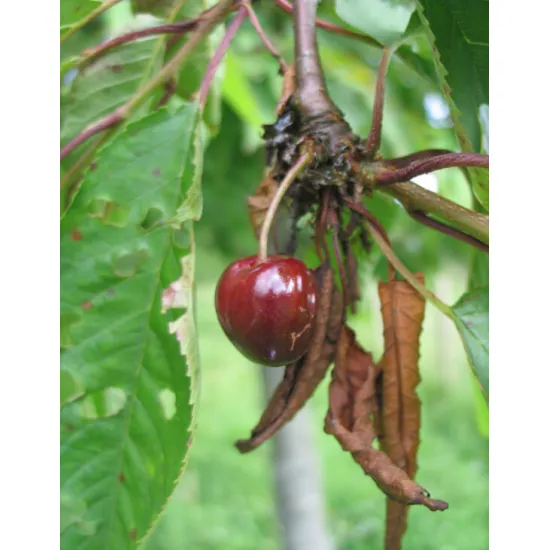 jardin-terroir.com - Cerisier Guigne Noire de Ruesnes ABScion en racines nues greffé sur Prunus mahaleb - Cerisiers