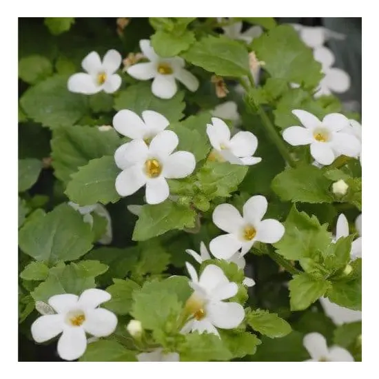 jardin-terroir.com - BACOPA - Blanc - 1 plant fort en pot de 10 cm - Vivaces