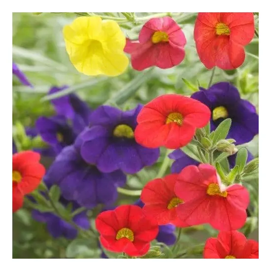 jardin-terroir.com - CALIBRACHOASvariés - Variés à fleurs simples - 1 plant fort en pot de 9 cm - Vivaces