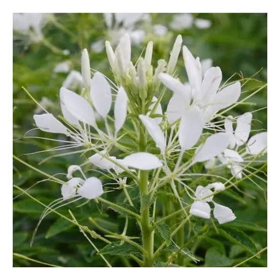 jardin-terroir.com - CLEOME - Rose - 1 plant fort en pot de 10 cm - Vivaces