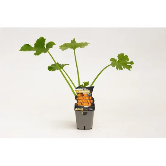 jardin-terroir.com - COURGETTE ORELIA - 1 plant fort en pot de 9 cm - Plant du potager 