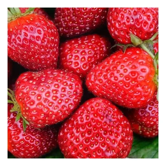jardin-terroir.com - Fraisier Belle Des Jardins - fraisiers, Options: Lot de : 1 plant fort en pot de 9 cm