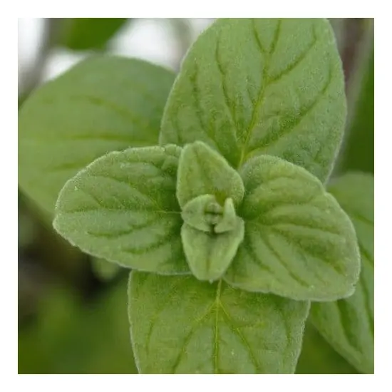 jardin-terroir.com - MARJOLAINE ORIGAN - Plante aromatique