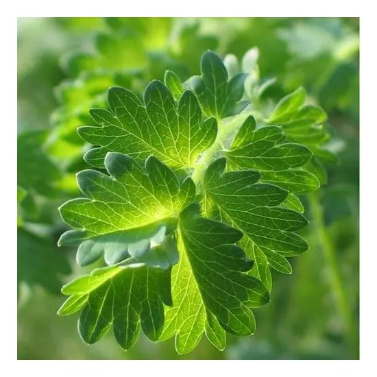 jardin-terroir.com - PIMPRENELLE - Plante aromatique