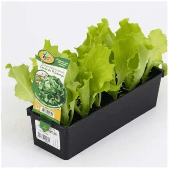 jardin-terroir.com - Salade LAITUE Romaine - 12 mottes racinées - Plant du potager , Options: 12 mottes racinées, Variété: Matelote
