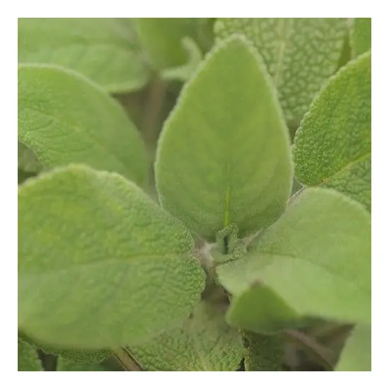 jardin-terroir.com - SAUGES OFFICINALES - tricolore - Plante aromatique, Couleur(s): verte