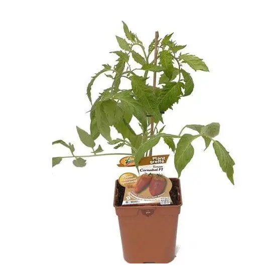 jardin-terroir.com - TOMATE CORNABEL GREFFEE - Plant du potager 