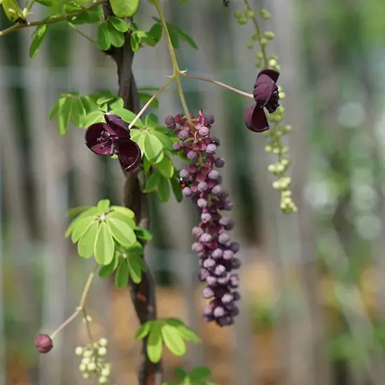 jardin-terroir.com - Akebia longeracemosa - Rouge Pourpre À Violet - Contenant de : 3L - Plantes grimpantes