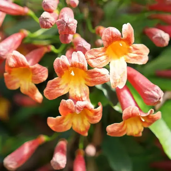 jardin-terroir.com - Bignone 'Tangerine Beauty’ - bignonia capreolata - Orange À Jaune - Contenant de : 3L - Bignones