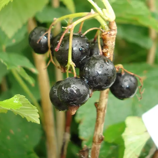 jardin-terroir.com - Cassissier 'Andega' - ribes nigrum - Noir - Contenant de : 1,5L - Cassis, Options: Contenant de : 3L