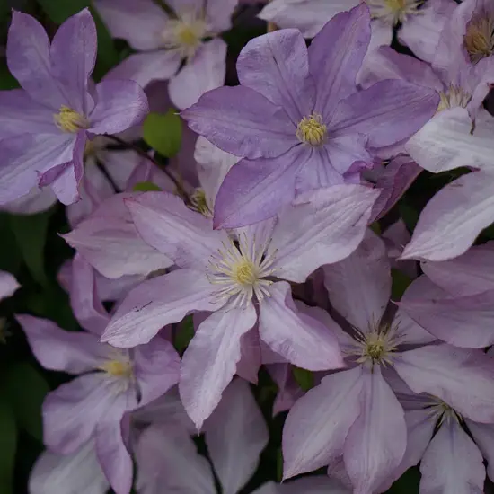 jardin-terroir.com - Clématite ‘Proteus’ à grandes fleurs doubles mauve - Mauve - Contenant de : 3L - Clématites