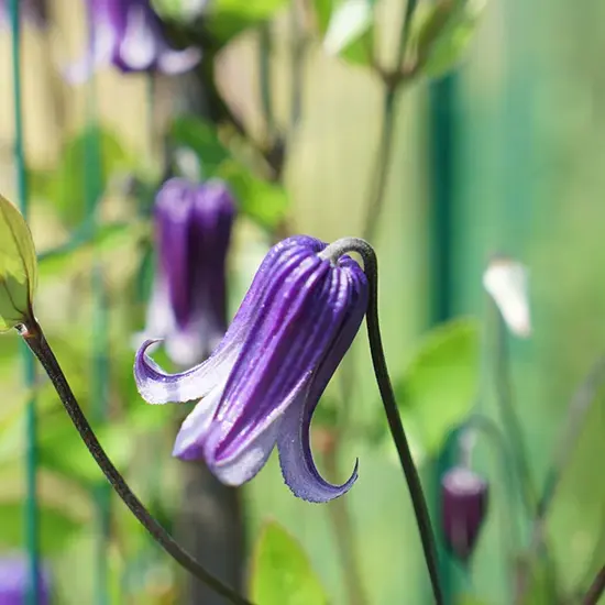 jardin-terroir.com - Clématite ‘Rooguchi’ – clematis integrifolia - Bleu Indigo À Violet - Contenant de : 3L - Clématites