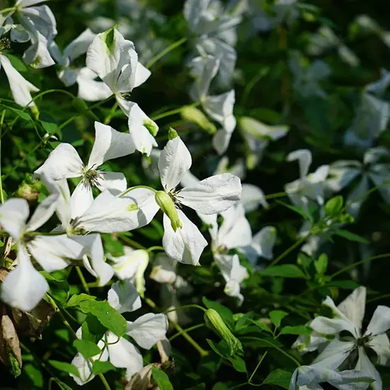jardin-terroir.com - Clématite ‘Alba Luxurians’ – clematis viticella - Blanc - Contenant de : 3L - Clématites
