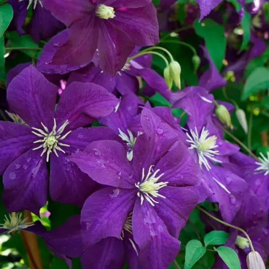jardin-terroir.com - Clématite 'Aotearoa' - clematis viticella - Violet - Contenant de : 3L - Clématites