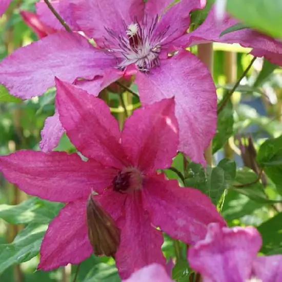jardin-terroir.com - Clématite 'Barbara' - clematis - Rose - Contenant de : 3L - Clématites