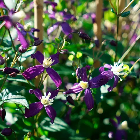 jardin-terroir.com - Clématite 'Aromatica' - clematis integrifolia - Violet - Contenant de : 3L - Clématites