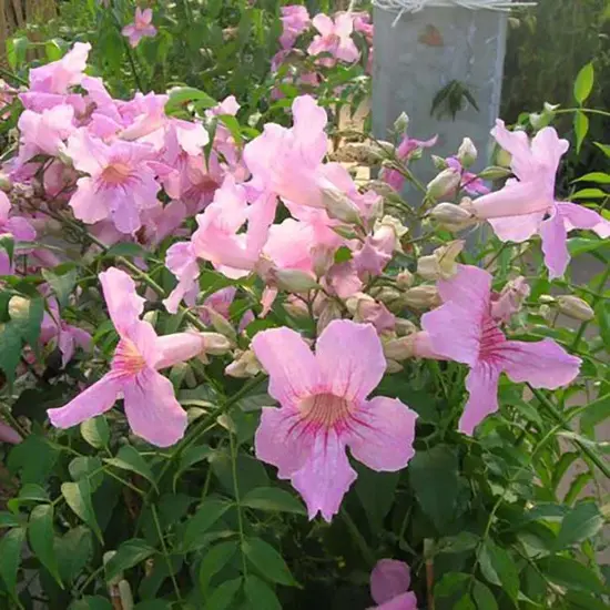 jardin-terroir.com - Bignone rose - podranea ricasoliana - Rose - Contenant de : 3L - Bignones
