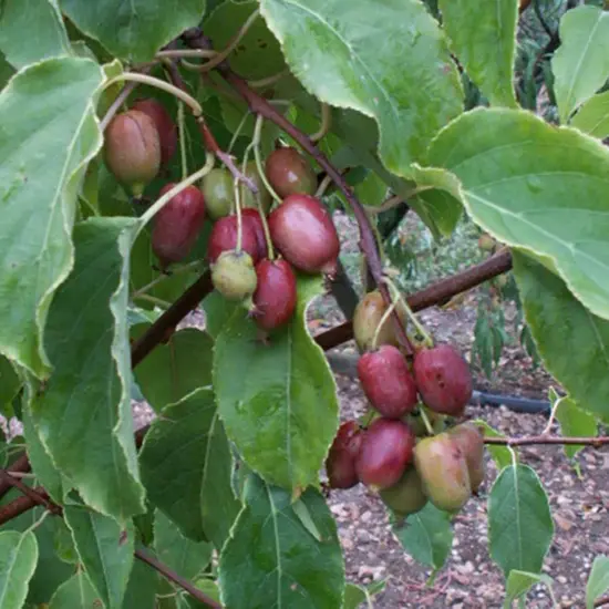 jardin-terroir.com - Kiwaï femelle 'Ken's red'- actinidia arguta - Rouge - Contenant de : 3L - Autres arbres fruitiers