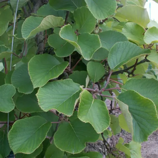 jardin-terroir.com - Kiwi mâle 'Tomuri' - actinidia mâle - Vert - Contenant de : 3L - Autres arbres fruitiers