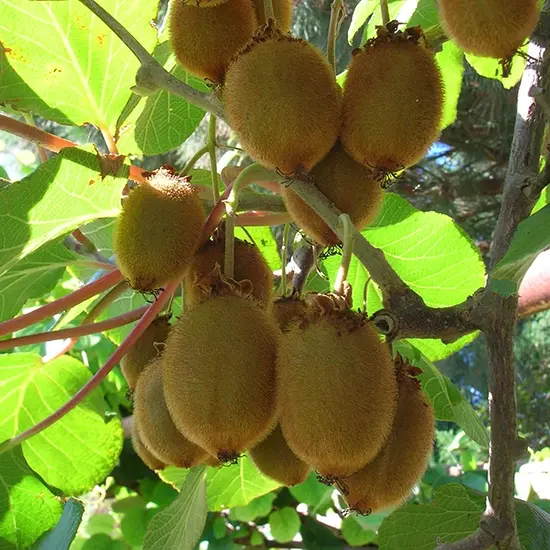 jardin-terroir.com - Kiwi femelle 'Moncap' - actinidia - Vert - Contenant de : 3L - Autres arbres fruitiers