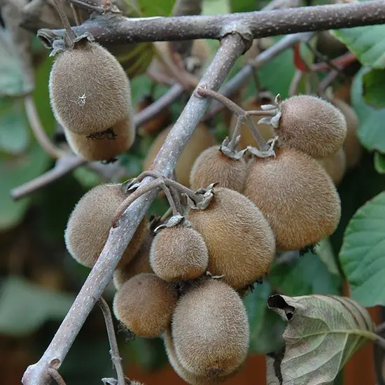 jardin-terroir.com - Kiwi autofertile 'Solissimo®' (Renact) - actinidia chinensis - Vert - Contenant de : 3L - Autres arbres fruitiers