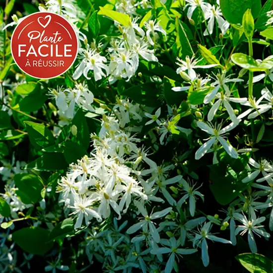 jardin-terroir.com - Clématite 'Maximovisiana' - clematis terniflora - Blanc - Contenant de : 3L - Clématites