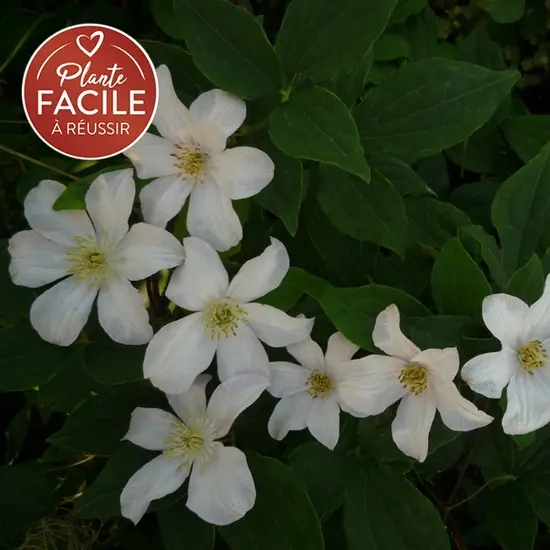 jardin-terroir.com - Clématite 'Huldine' - clematis viticella - Blanc - Contenant de : 3L - Clématites