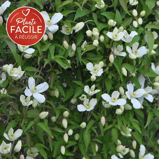 jardin-terroir.com - Clématite 'Grandiflora' - clematis montana - Blanc - Contenant de : 3L - Clématites