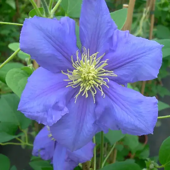 jardin-terroir.com - Clématite 'HF. Young' - clematis - Bleu Et Violet - Contenant de : 3L - Clématites