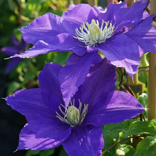 jardin-terroir.com - Clématite 'Lasurstern' - clematis - Bleu Lavande - Contenant de : 3L - Clématites