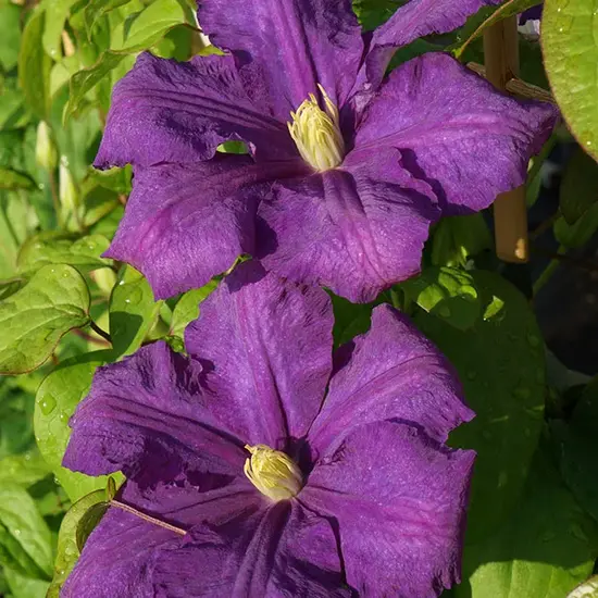 jardin-terroir.com - Clématite 'Luther Burbank' - clematis - Bleu-Violet - Contenant de : 3L - Clématites, Options: Contenant de : 3L